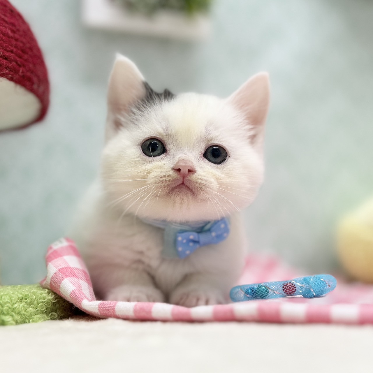 神奈川県のスコティッシュフォールド (にゃんこハウスPAW/2025年11月10日生まれ/男の子/ブラックホワイトバン)の子猫の1枚目の画像