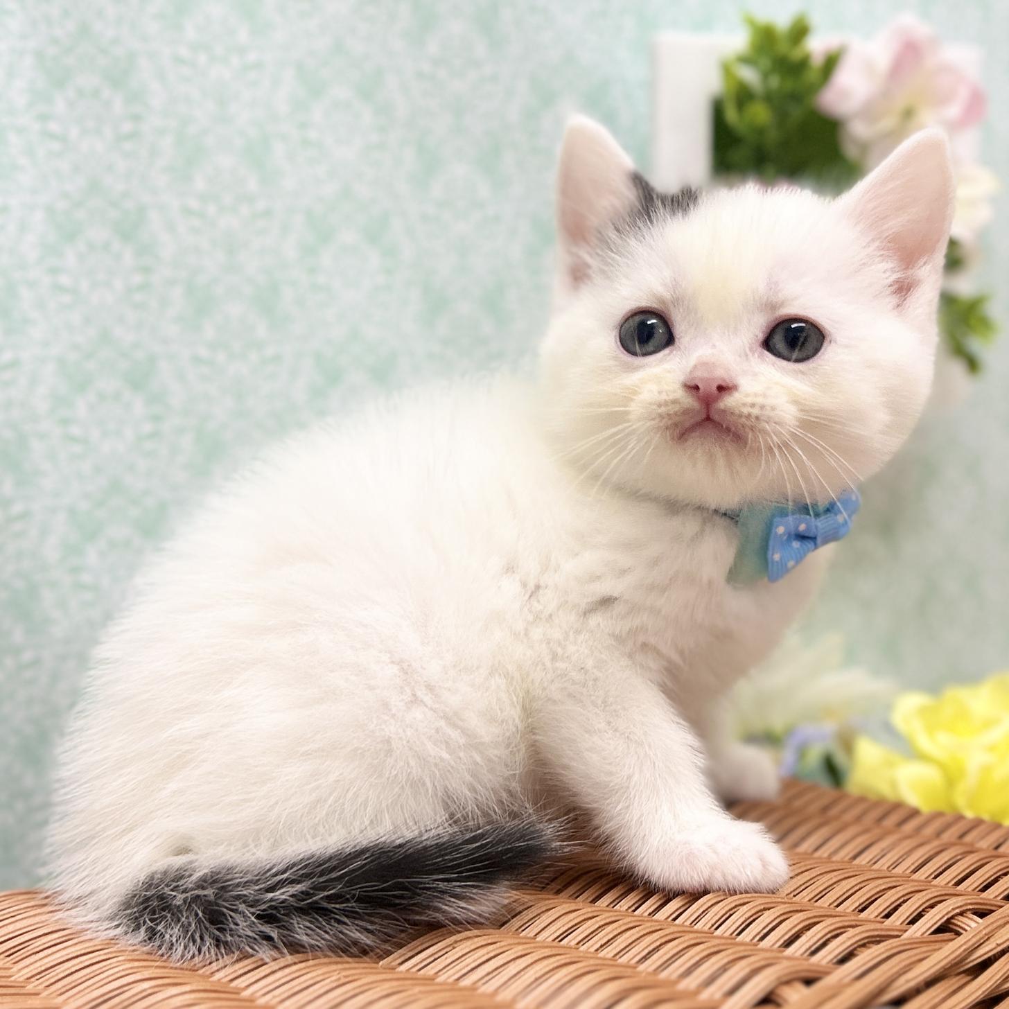 神奈川県のスコティッシュフォールド (にゃんこハウスPAW/2025年11月10日生まれ/男の子/ブラックホワイトバン)の子猫の3枚目の画像