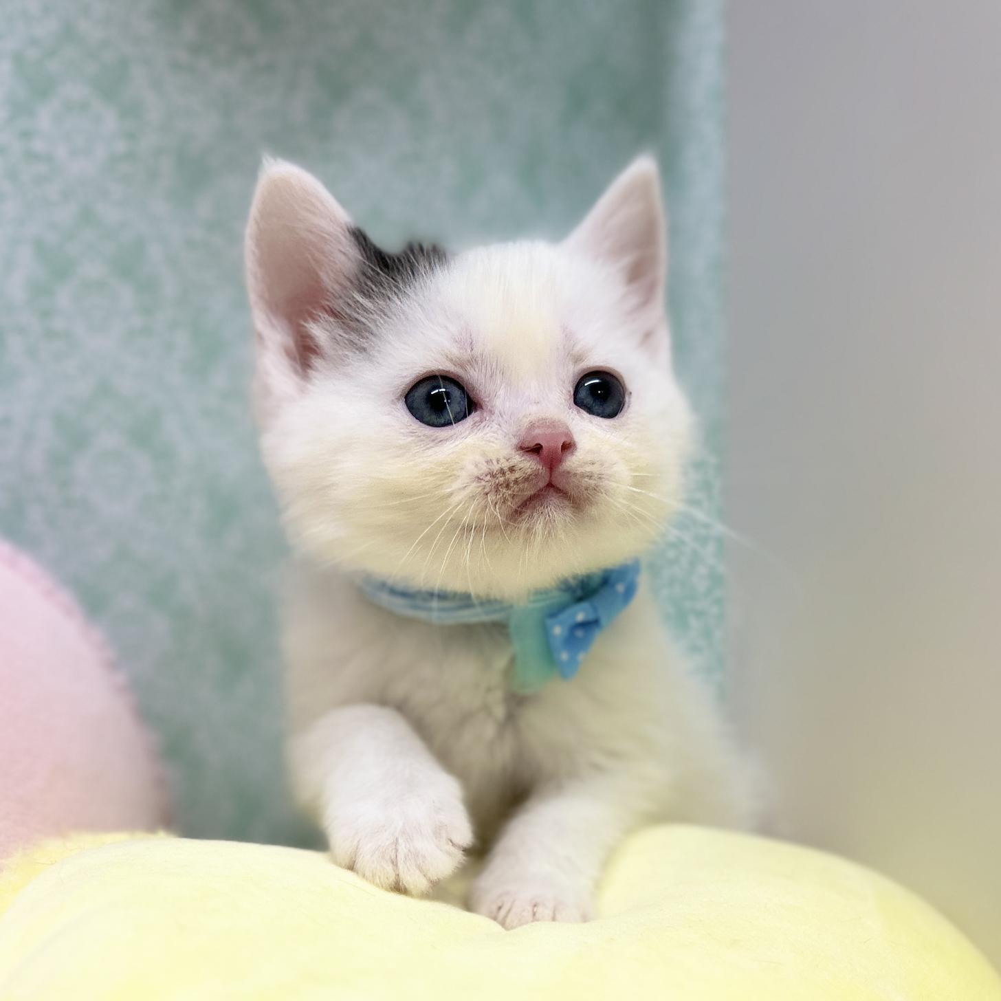 神奈川県のスコティッシュフォールド (にゃんこハウスPAW/2025年11月10日生まれ/男の子/ブラックホワイトバン)の子猫の4枚目の画像