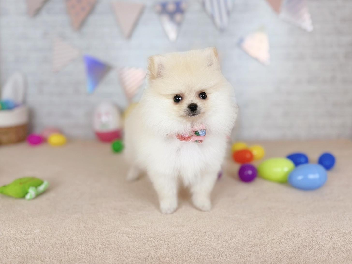 北海道のポメラニアン (ペットショップだんぼ/2026年2月20日生まれ/女の子/クリーム)の子犬の1枚目の画像