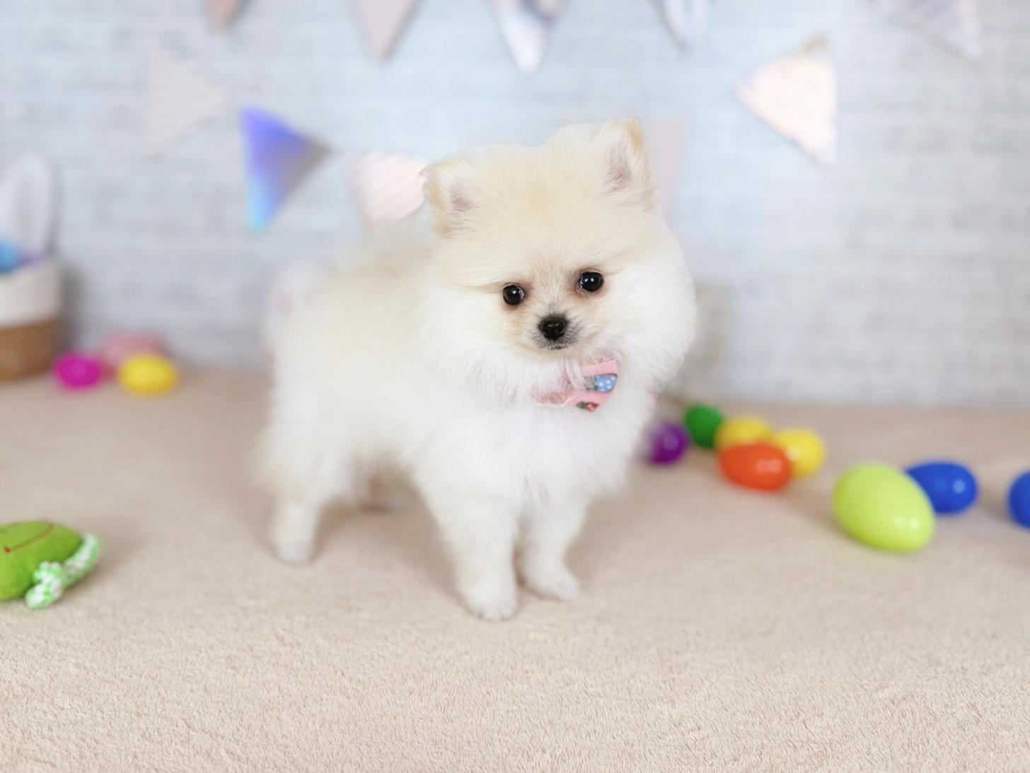 北海道のポメラニアン (ペットショップだんぼ/2026年2月20日生まれ/女の子/クリーム)の子犬の4枚目の画像