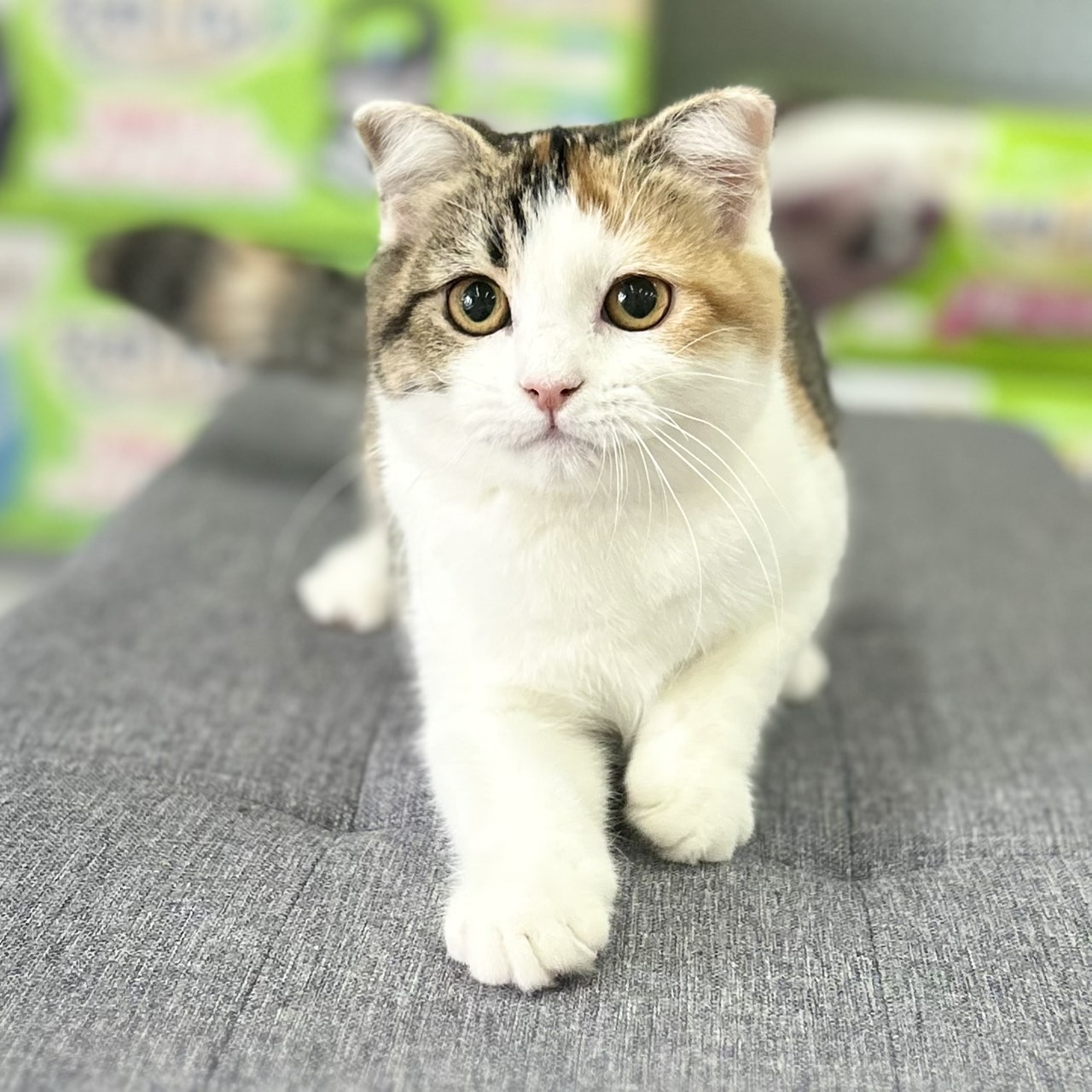 神奈川県のスコティッシュフォールド (にゃんこハウスPAW/2025年7月4日生まれ/女の子/キャリコ)の子猫の1枚目の画像