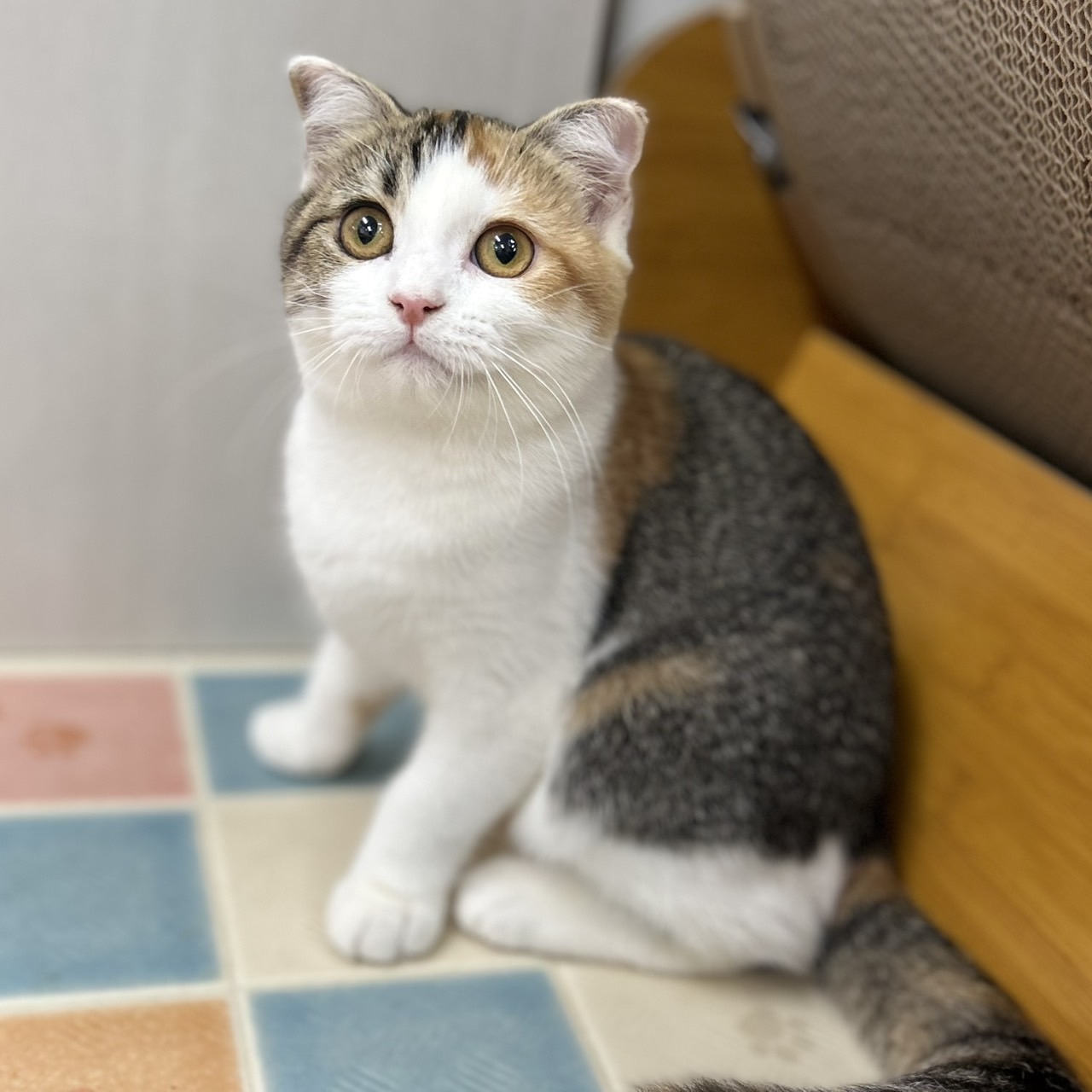 神奈川県のスコティッシュフォールド (にゃんこハウスPAW/2025年7月4日生まれ/女の子/キャリコ)の子猫の2枚目の画像