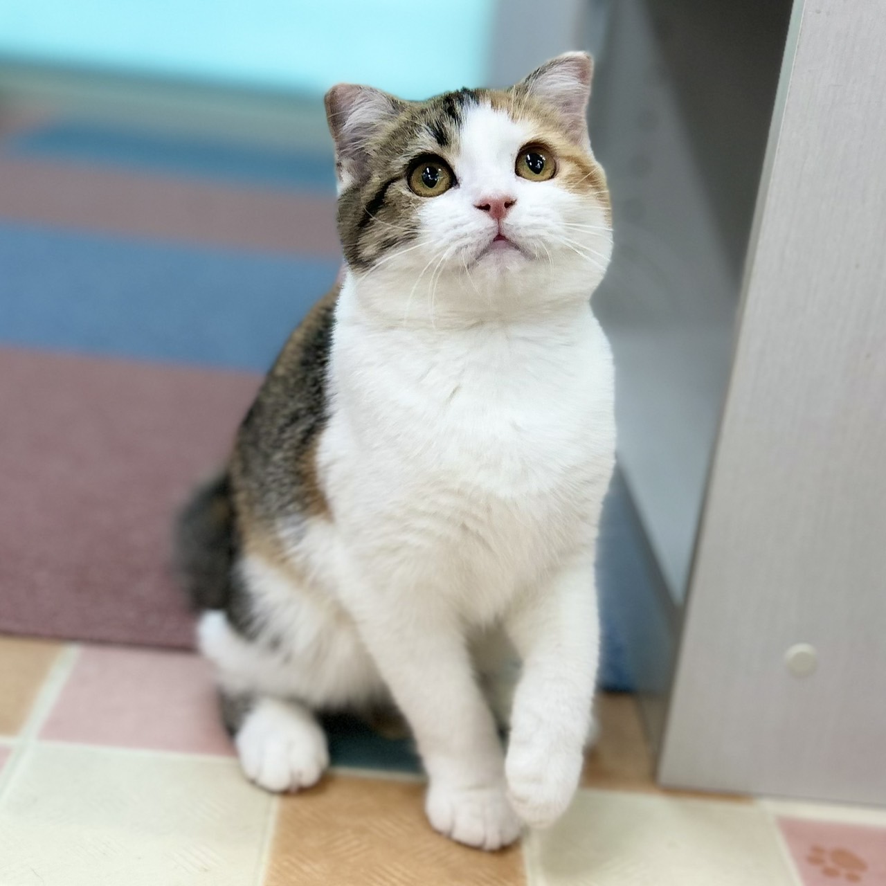 神奈川県のスコティッシュフォールド (にゃんこハウスPAW/2025年7月4日生まれ/女の子/キャリコ)の子猫の3枚目の画像