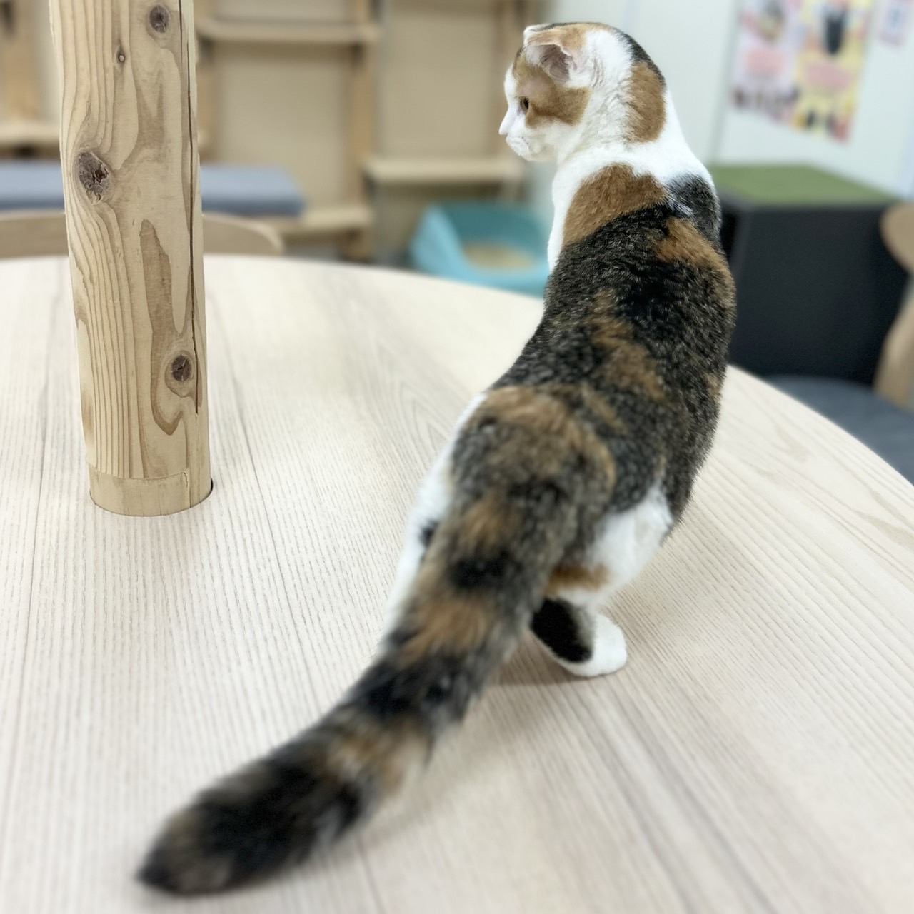 神奈川県のスコティッシュフォールド (にゃんこハウスPAW/2025年7月4日生まれ/女の子/キャリコ)の子猫の4枚目の画像