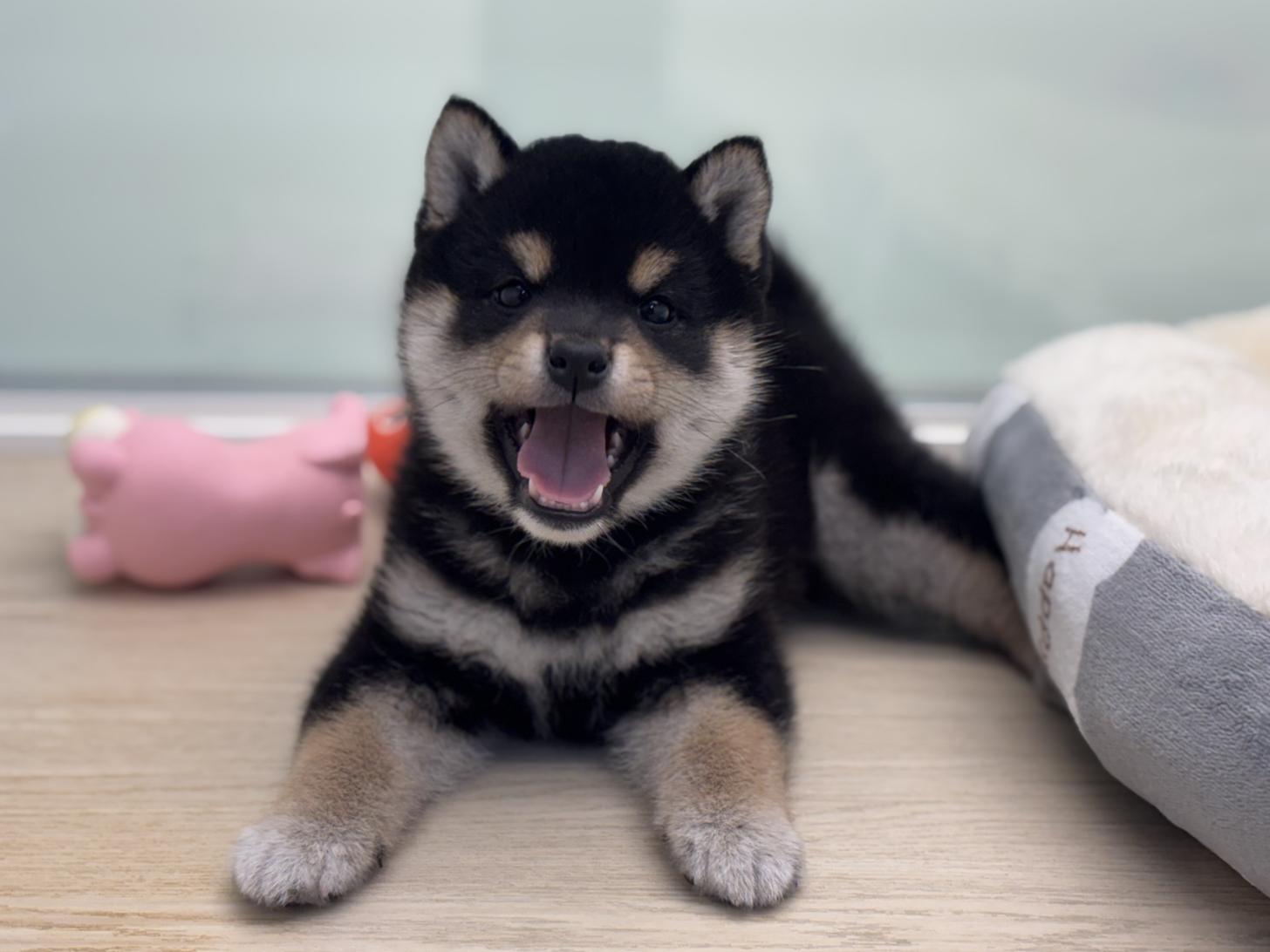 神奈川県の柴犬(標準サイズ) (Doggy Style 小田原店/2025年10月14日生まれ/男の子/黒)の子犬