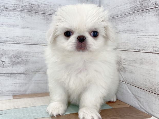 新潟県のペキニーズ (竹内ペット 新津本店/2026年5月7日生まれ/女の子/ホワイト)の子犬の1枚目の画像