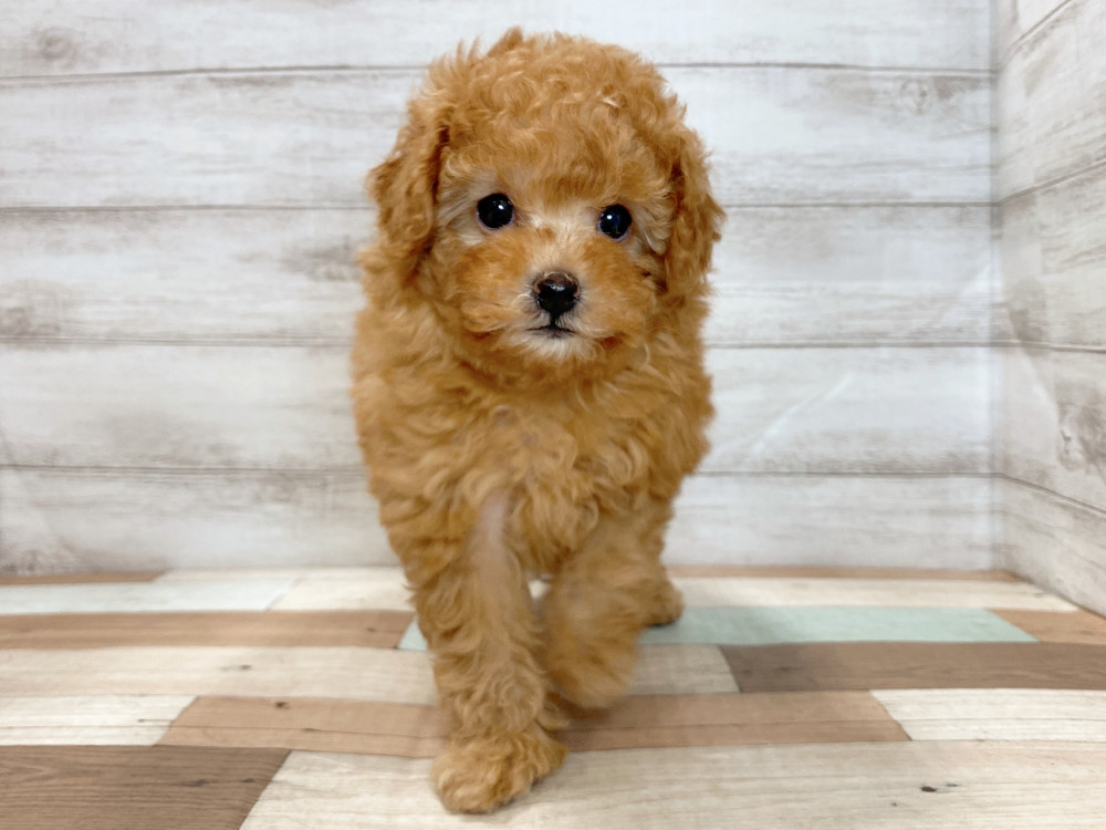 新潟県のトイプードル(トイ) (竹内ペット 新津本店/2025年4月29日生まれ/女の子/レッド)の子犬の1枚目の画像