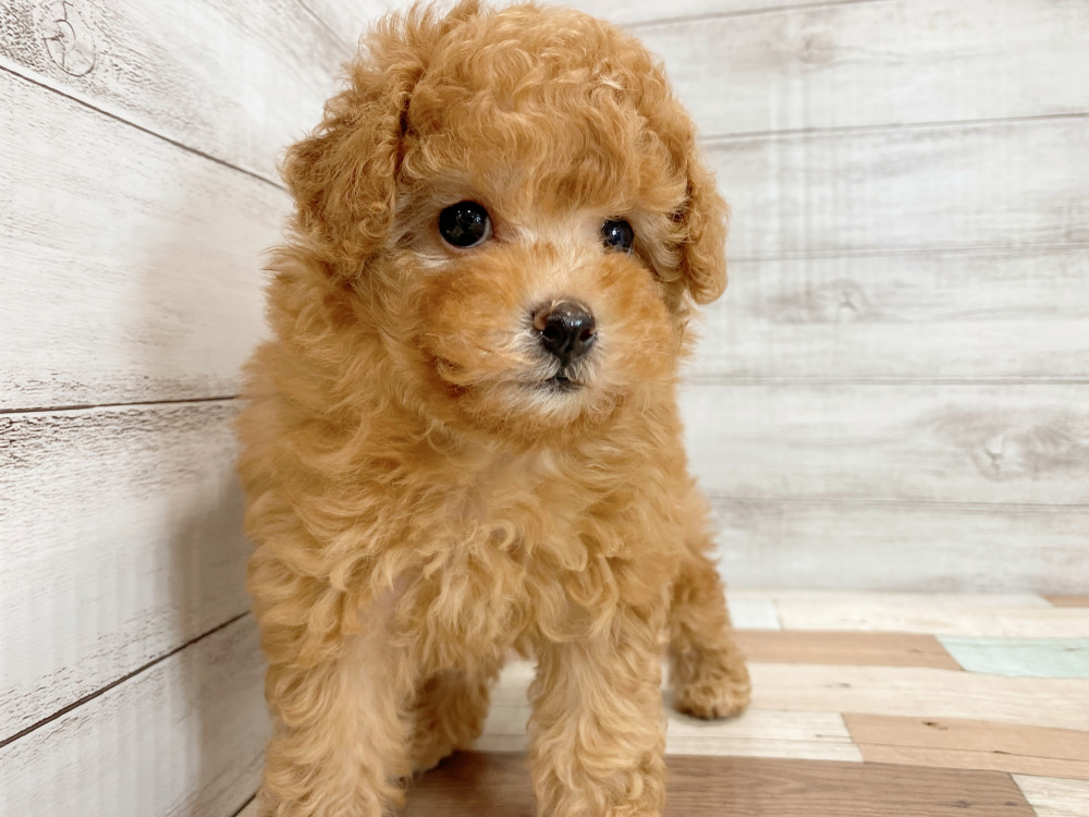 新潟県のトイプードル(トイ) (竹内ペット 新津本店/2025年4月29日生まれ/女の子/レッド)の子犬の2枚目の画像