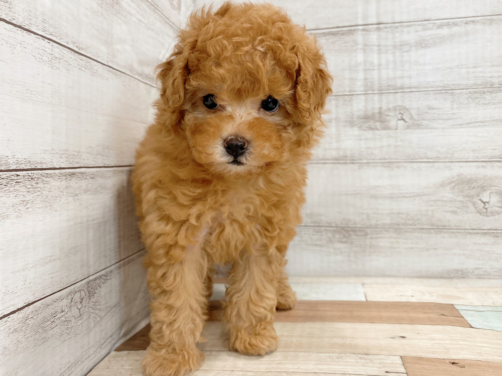 新潟県のトイプードル(トイ) (竹内ペット 新津本店/2025年4月29日生まれ/女の子/レッド)の子犬の4枚目の画像