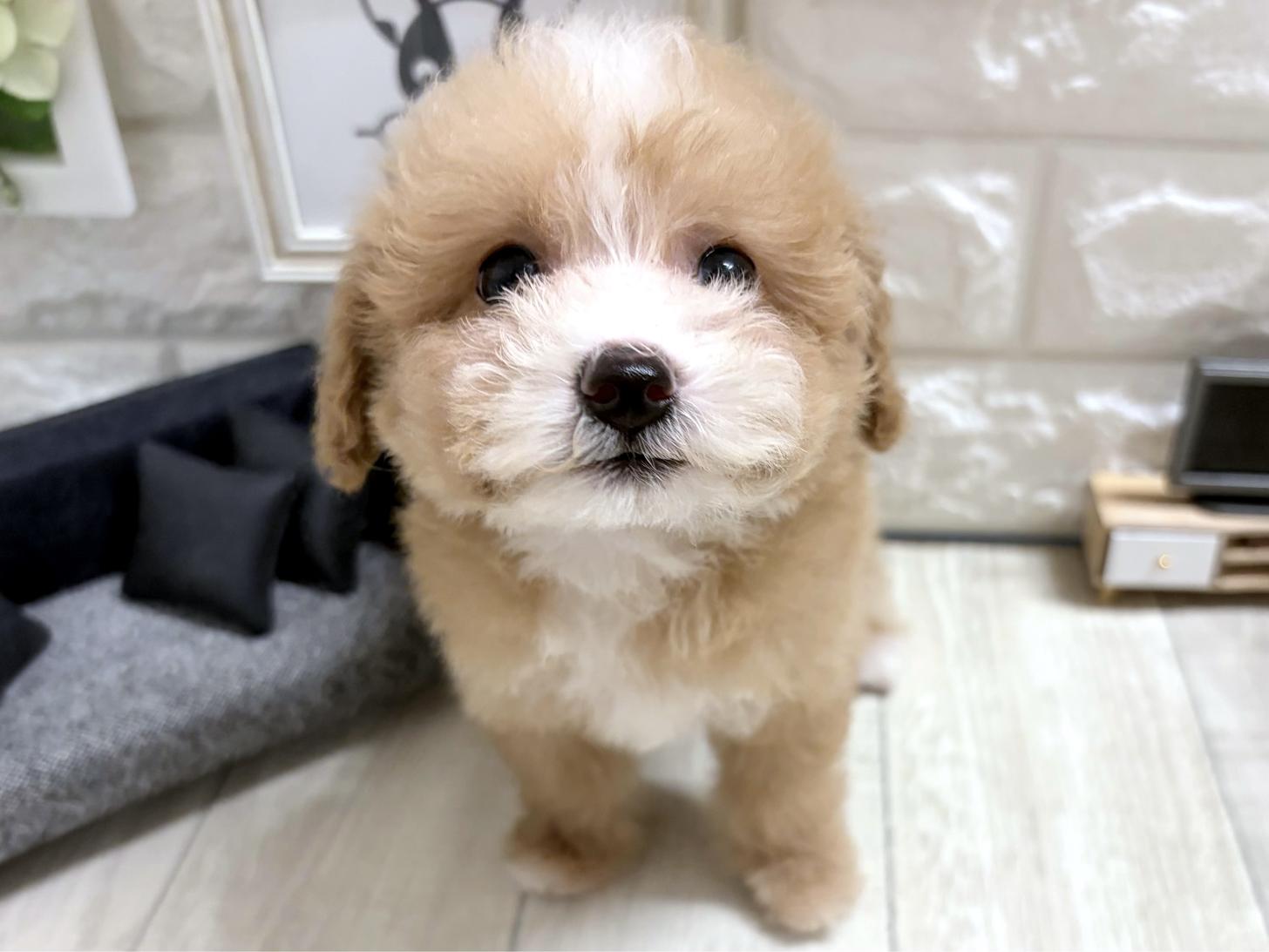 大阪府のビションプー(ビションフリーゼ×プードル) (DOGMAN平野瓜破店/2026年7月12日生まれ/女の子/アプリコットホワイト)の子犬の1枚目の画像