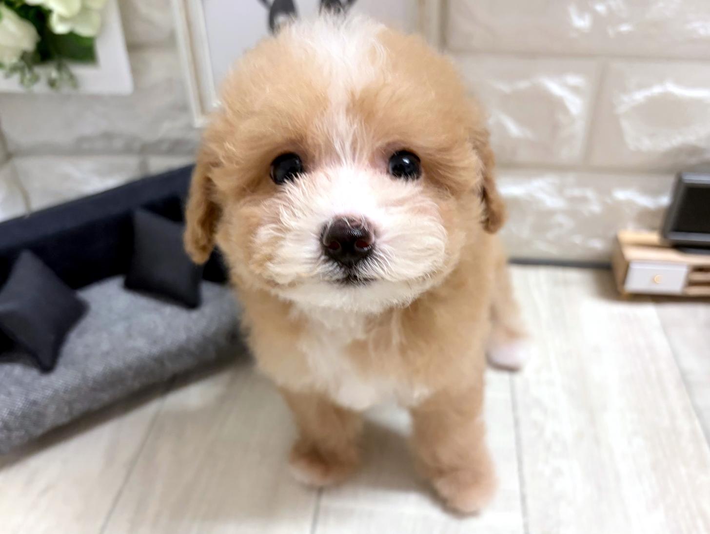 大阪府のビションプー(ビションフリーゼ×プードル) (DOGMAN平野瓜破店/2026年7月12日生まれ/女の子/アプリコットホワイト)の子犬の2枚目の画像