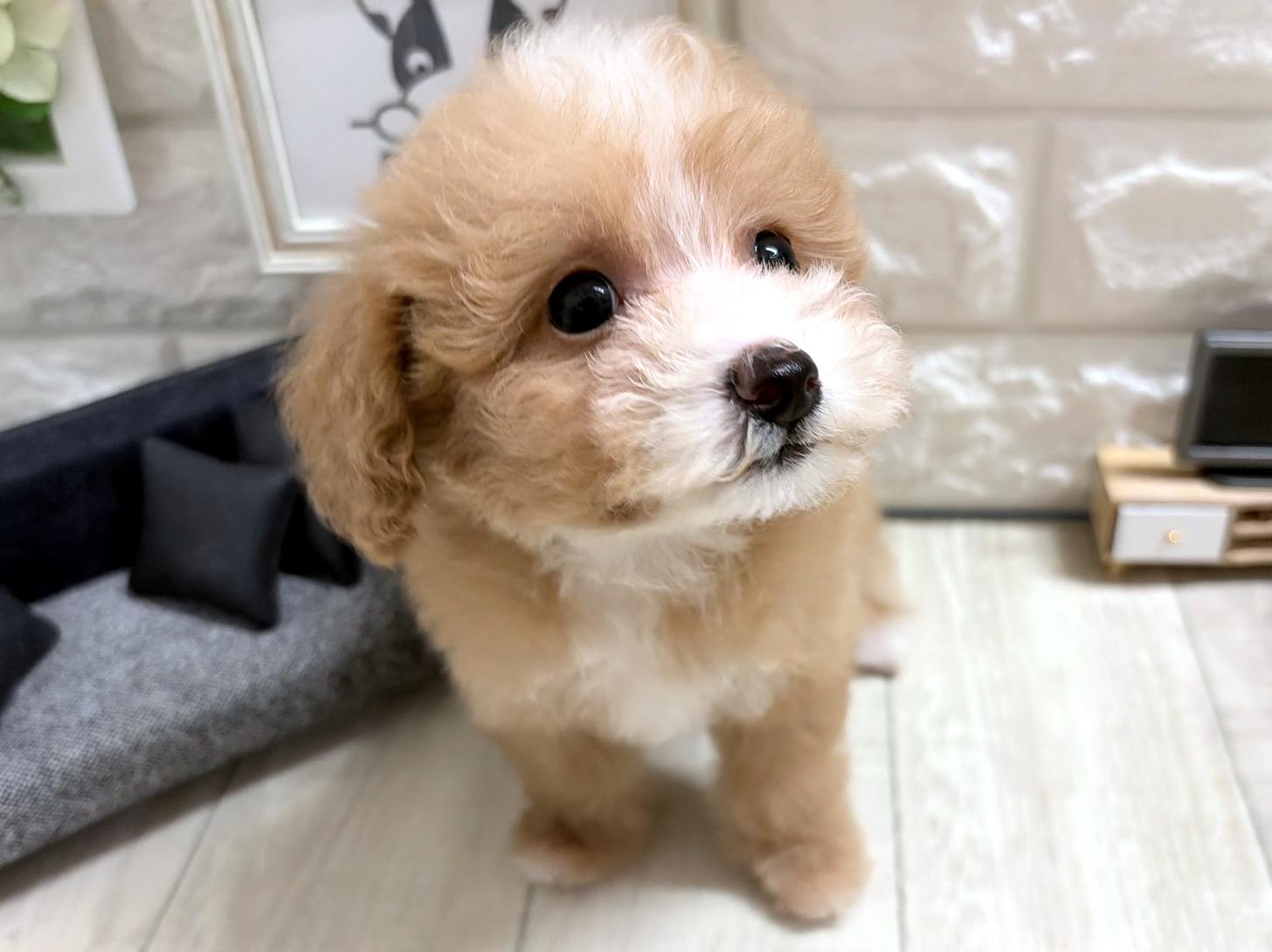 大阪府のビションプー(ビションフリーゼ×プードル) (DOGMAN平野瓜破店/2026年7月12日生まれ/女の子/アプリコットホワイト)の子犬の3枚目の画像