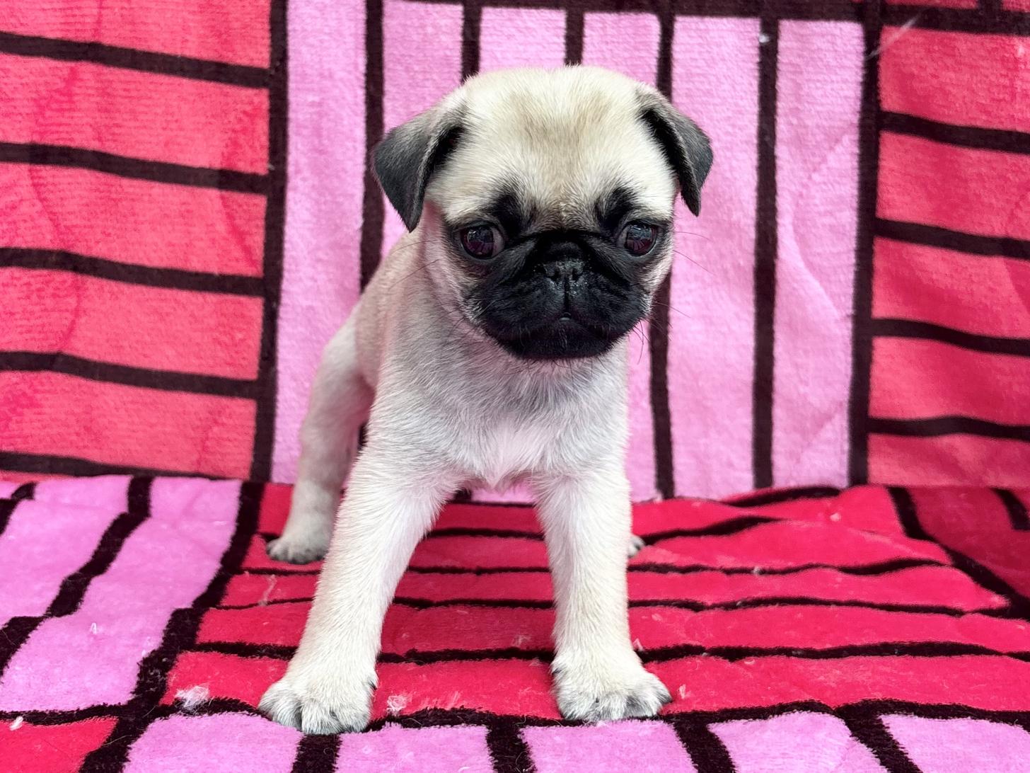 愛知県のパグ (ハピースペット春日井アミーゴ店/2025年9月21日生まれ/男の子/フォーン)の子犬