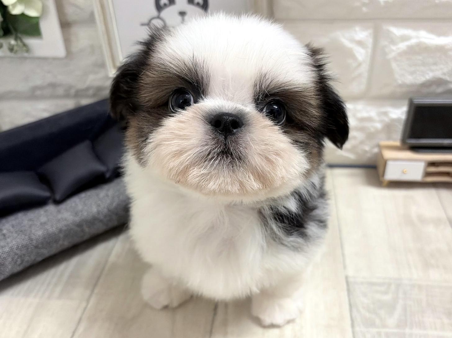 大阪府のシーズー (DOGMAN平野瓜破店/2026年6月29日生まれ/男の子/ホワイトゴールド)の子犬の1枚目の画像