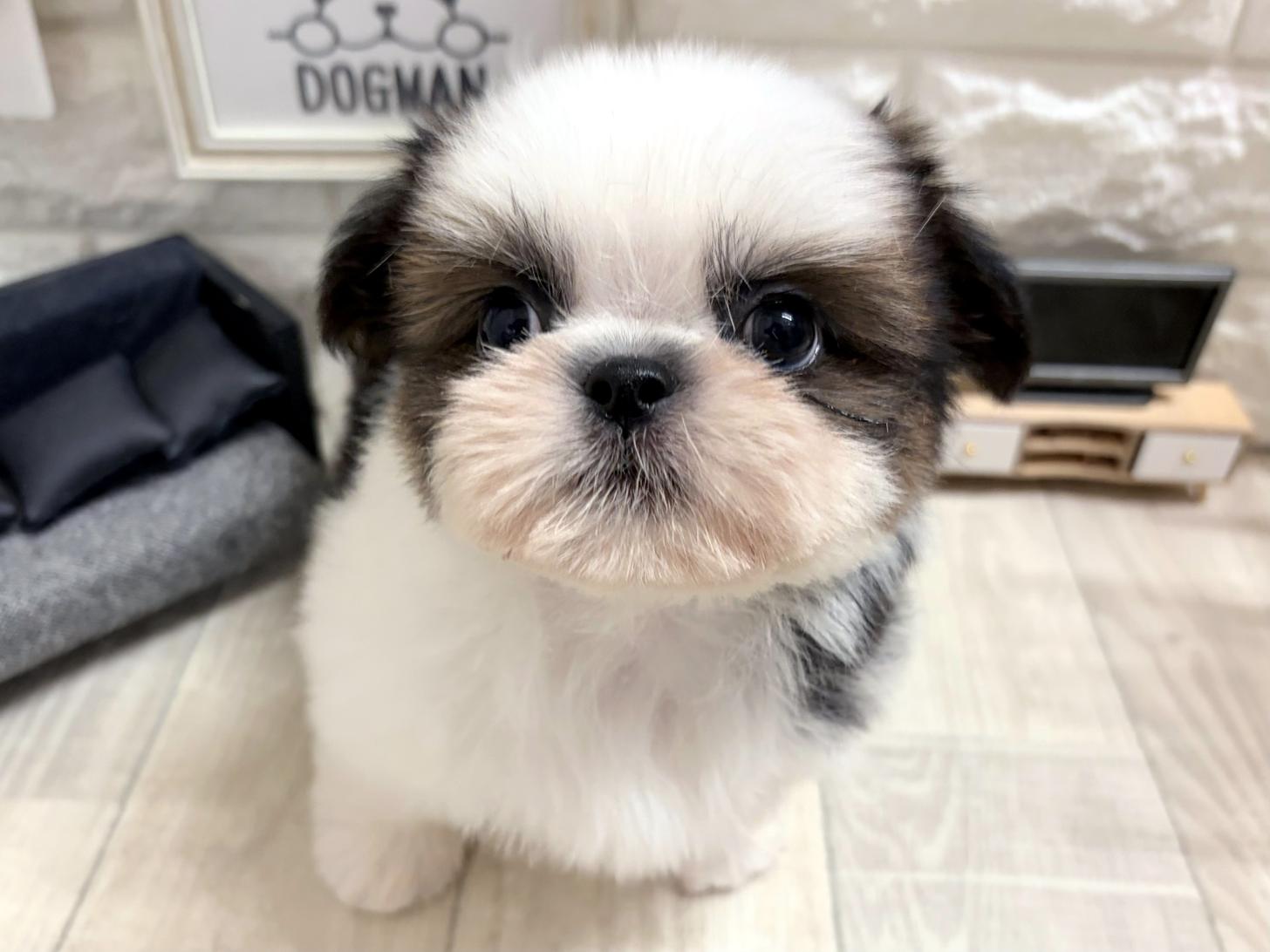 大阪府のシーズー (DOGMAN平野瓜破店/2026年6月29日生まれ/男の子/ホワイトゴールド)の子犬の2枚目の画像