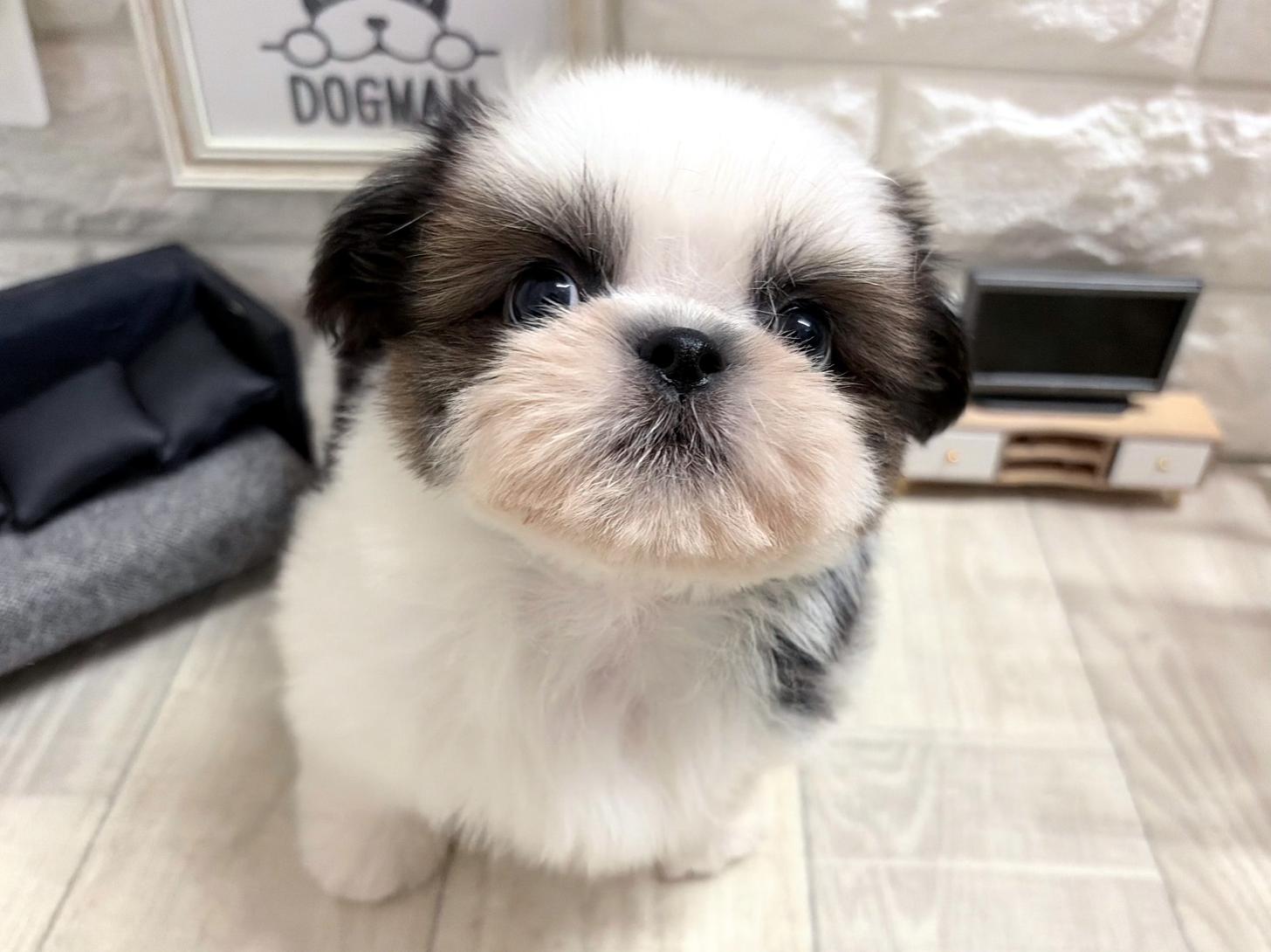 大阪府のシーズー (DOGMAN平野瓜破店/2026年6月29日生まれ/男の子/ホワイトゴールド)の子犬の3枚目の画像
