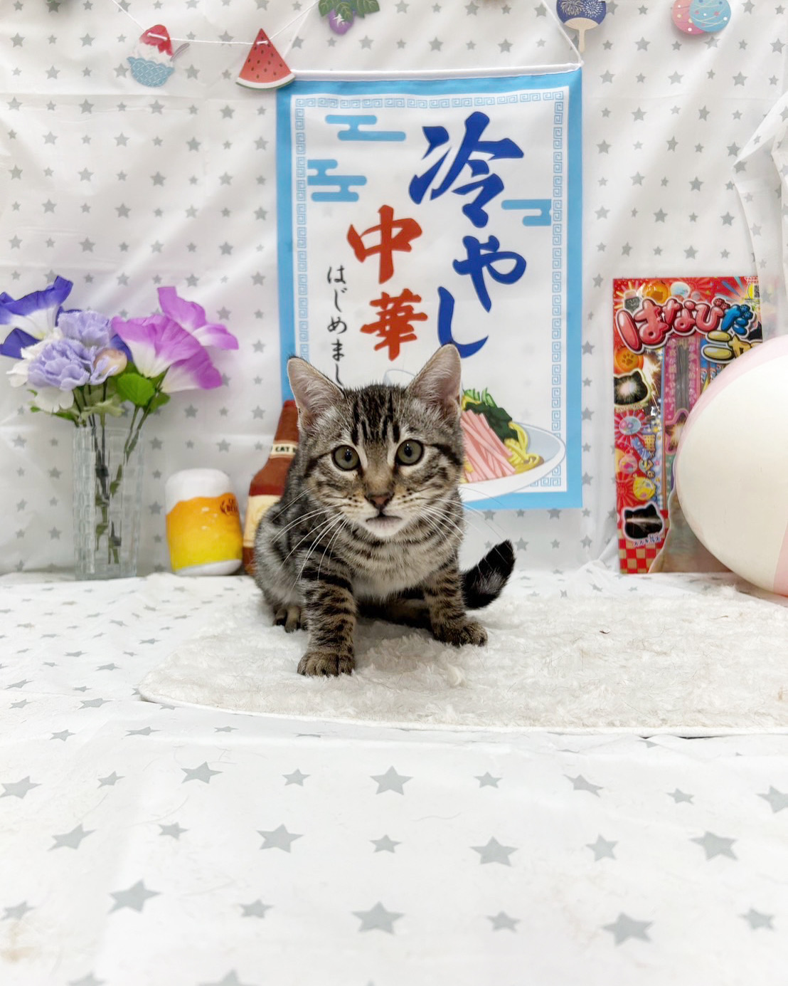 北海道のベンガル (ラブワンコ平岸店/2025年4月2日生まれ/男の子/ブラックシルバースポットタビー)の子猫
