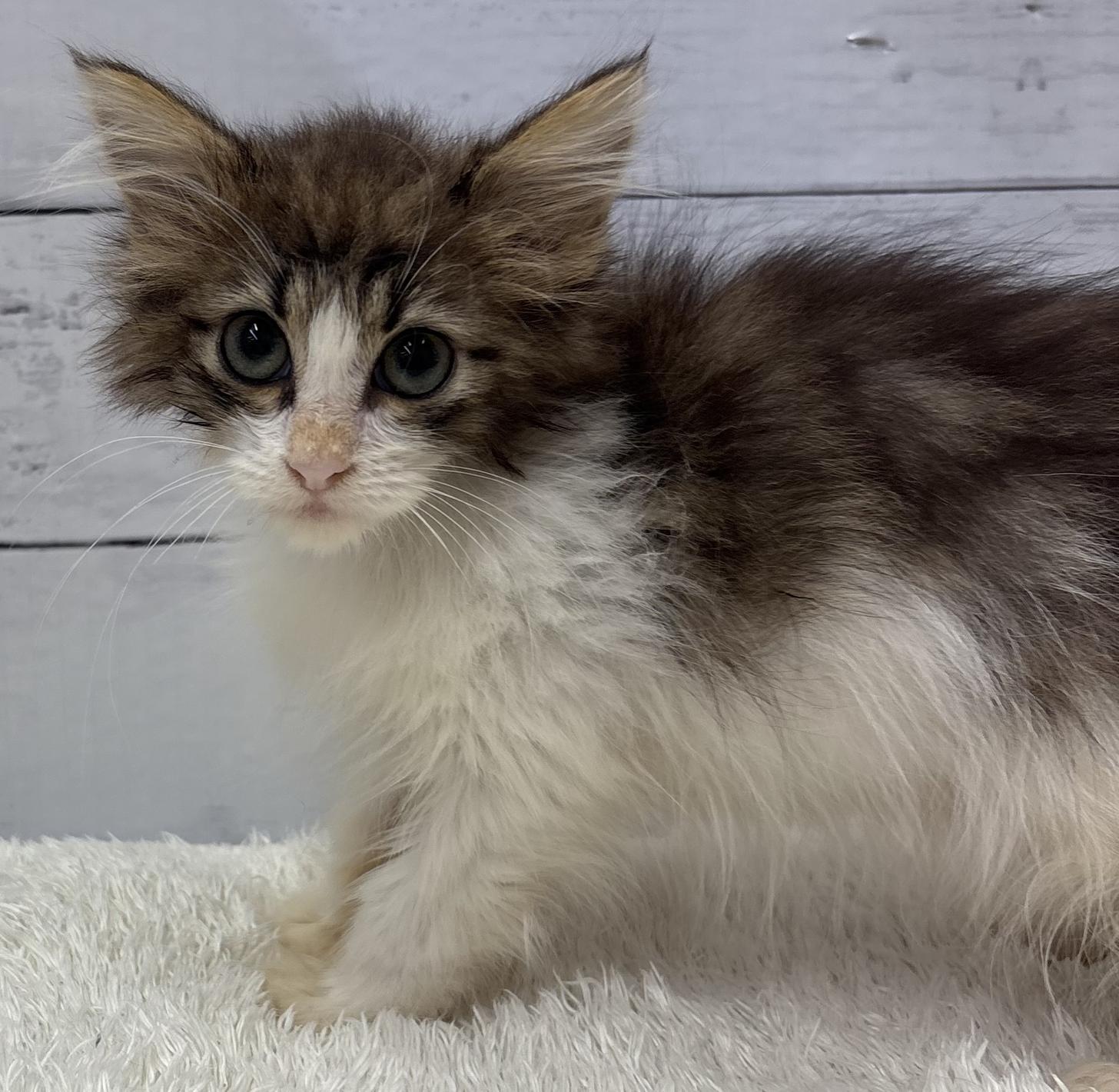 千葉県のノルウェージャンフォレストキャット (ペッツワン佐倉店/2026年4月8日生まれ/女の子/ブラウンタビーホワイト)の子猫の1枚目の画像