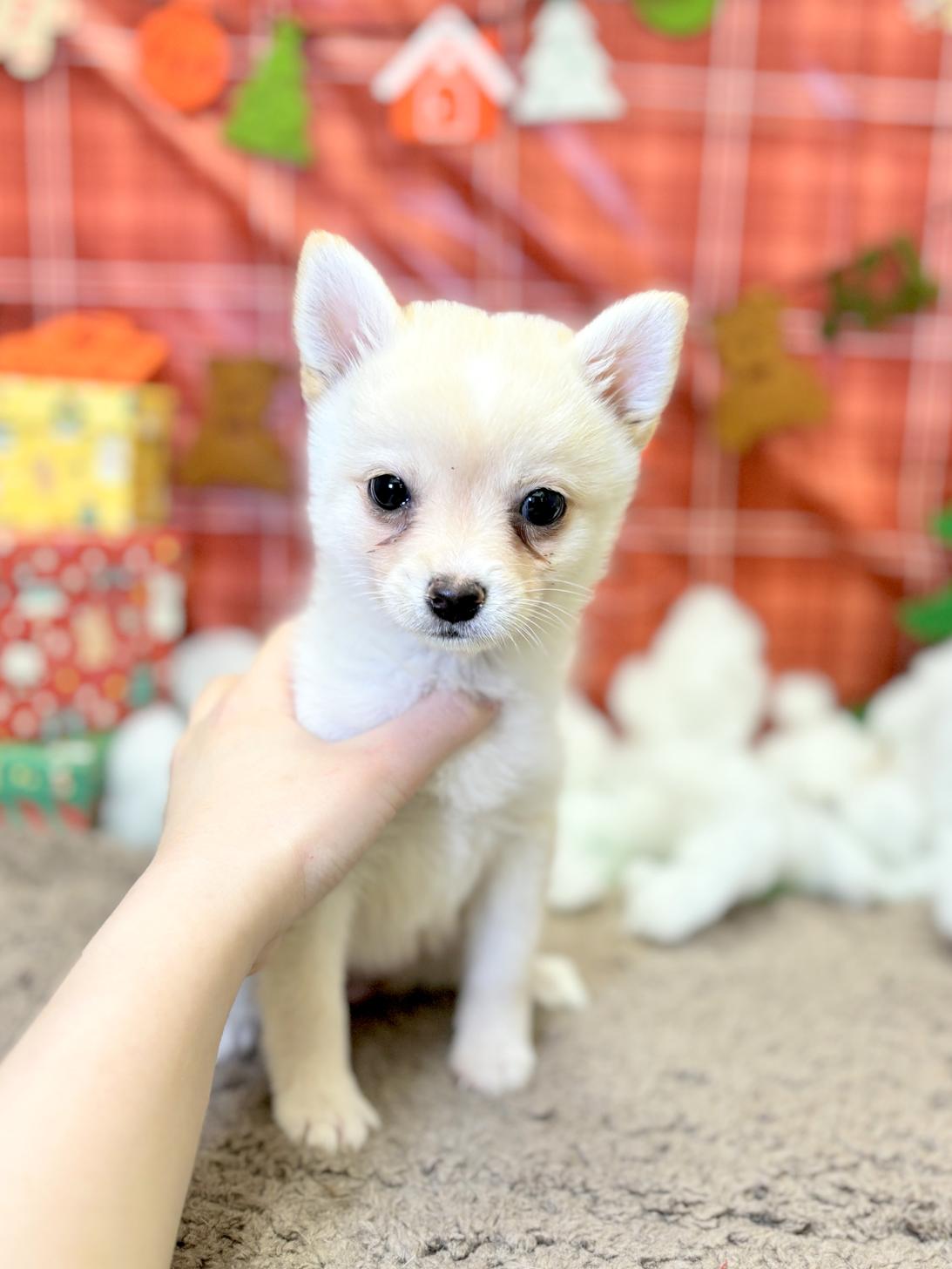 北海道のポメ柴/豆ポメ/ポメ豆柴(ポメラニアン×柴犬) (ラブワンコ カインズ大曲店/2025年10月23日生まれ/女の子/白)の子犬