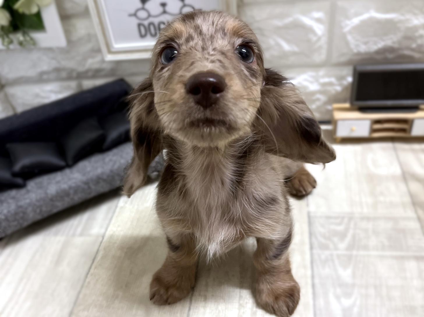 大阪府のミニチュアダックスフンド(ロング) (DOGMAN平野瓜破店/2026年1月3日生まれ/女の子/チョコレートダップル)の子犬の1枚目の画像