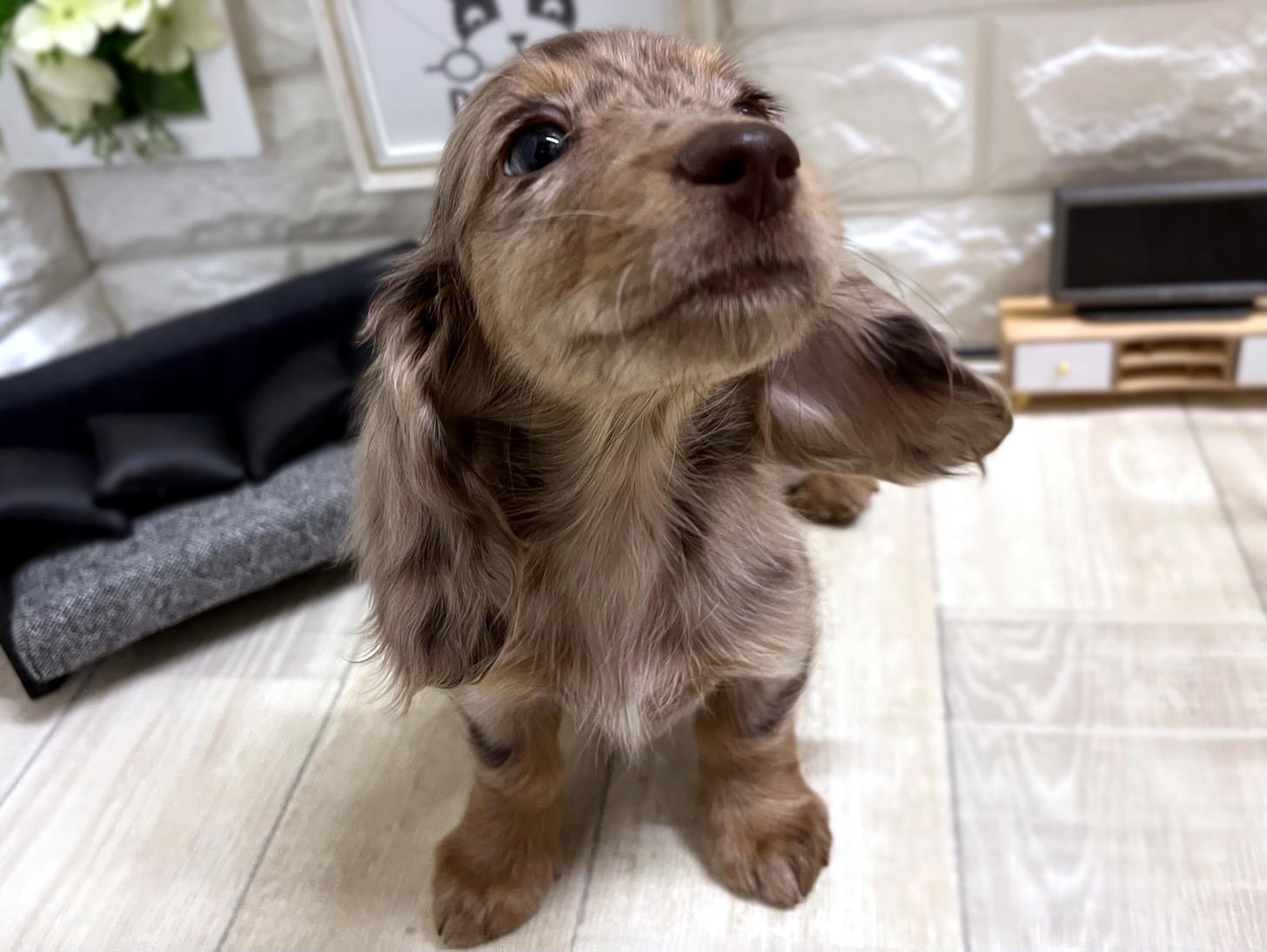 大阪府のミニチュアダックスフンド(ロング) (DOGMAN平野瓜破店/2026年1月3日生まれ/女の子/チョコレートダップル)の子犬の2枚目の画像