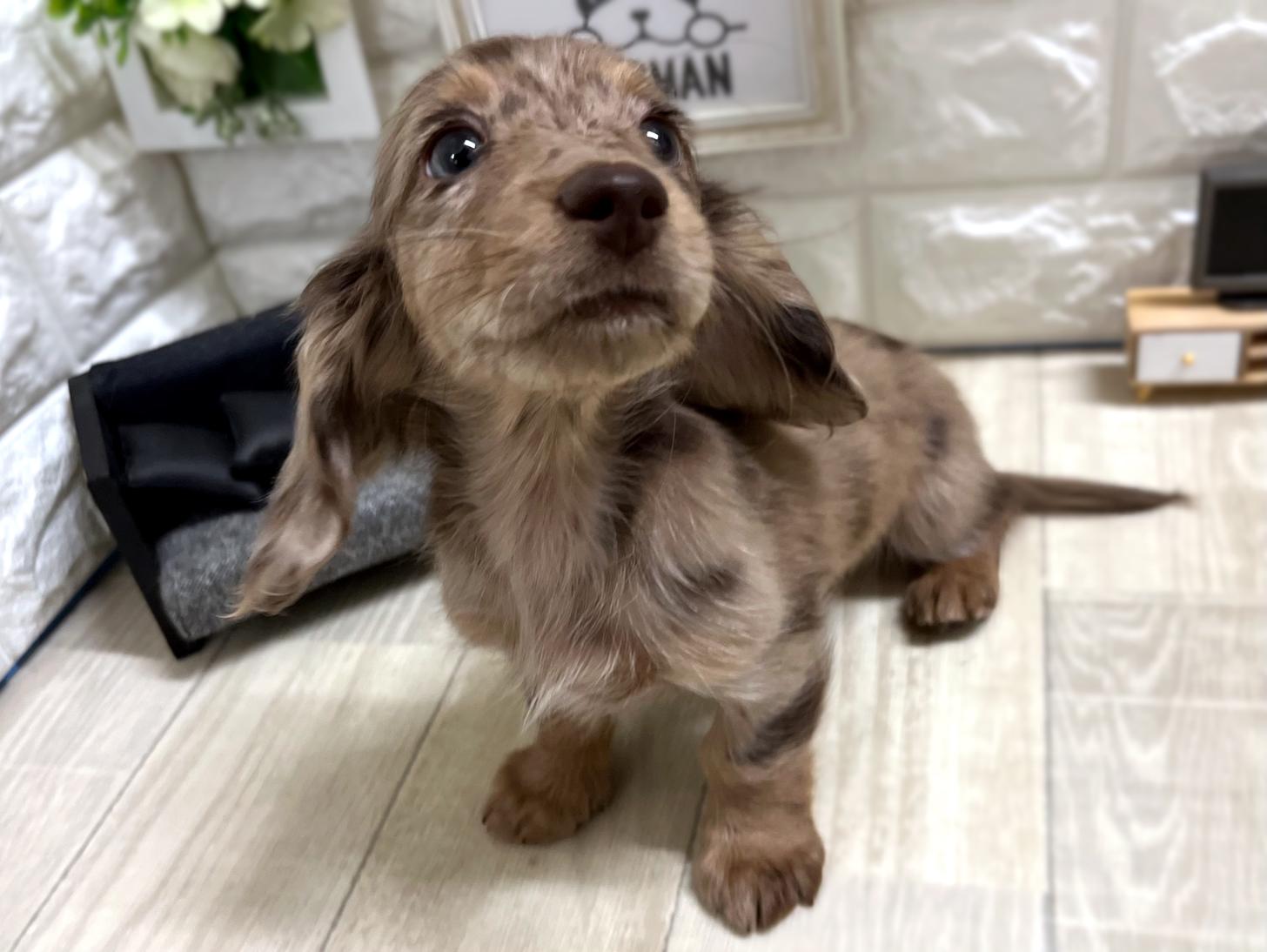 大阪府のミニチュアダックスフンド(ロング) (DOGMAN平野瓜破店/2026年1月3日生まれ/女の子/チョコレートダップル)の子犬の3枚目の画像