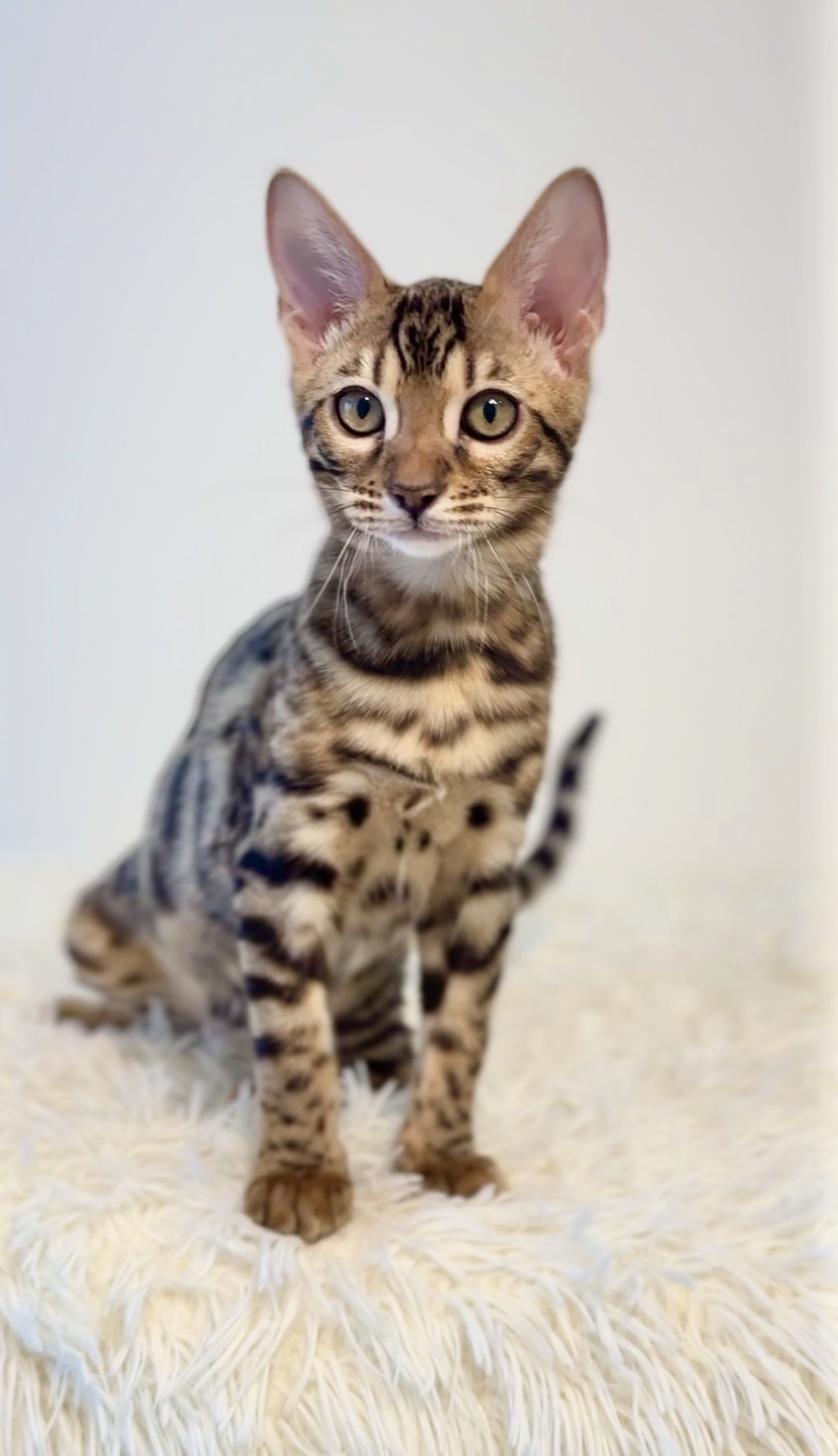 埼玉県のベンガル (PET SHOP Tiny tales/2025年11月15日生まれ/女の子/ブラウンスポットタビー)の子猫の1枚目の画像