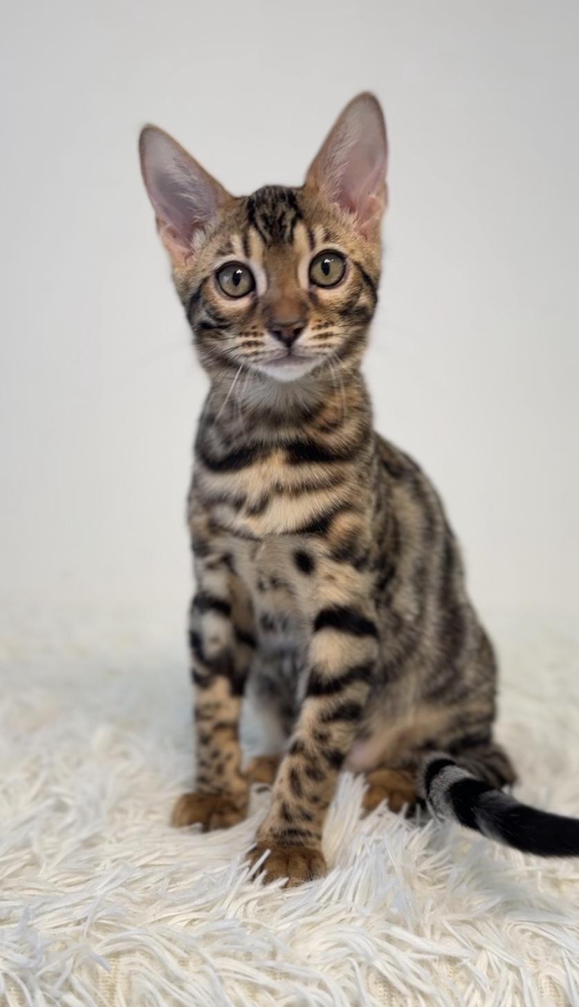埼玉県のベンガル (PET SHOP Tiny tales/2025年11月15日生まれ/女の子/ブラウンスポットタビー)の子猫の2枚目の画像