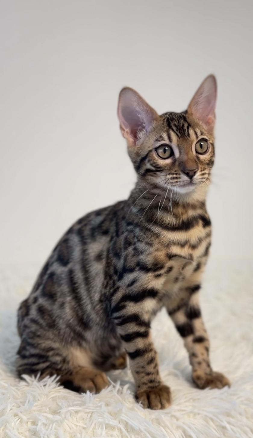 埼玉県のベンガル (PET SHOP Tiny tales/2025年11月15日生まれ/女の子/ブラウンスポットタビー)の子猫の3枚目の画像