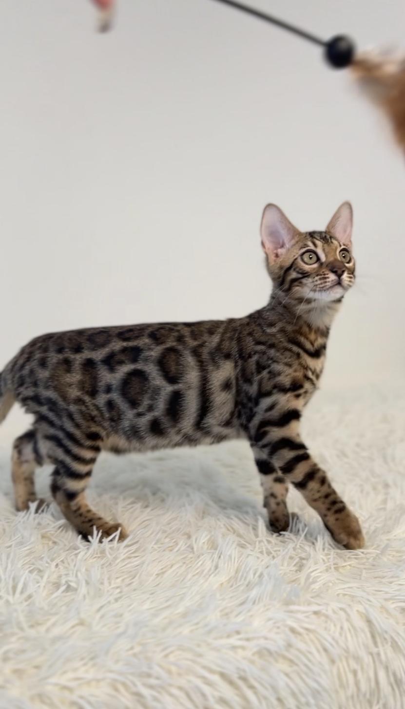 埼玉県のベンガル (PET SHOP Tiny tales/2025年11月15日生まれ/女の子/ブラウンスポットタビー)の子猫の4枚目の画像
