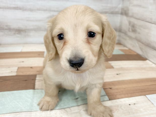 新潟県のミニチュアダックスフンド(ロング) (竹内ペット 新津本店/2025年11月22日生まれ/女の子/ゴールド)の子犬の1枚目の画像