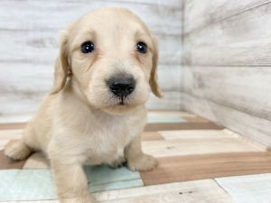 新潟県のミニチュアダックスフンド(ロング) (竹内ペット 新津本店/2025年11月22日生まれ/女の子/ゴールド)の子犬の2枚目の画像