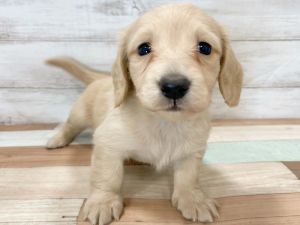 新潟県のミニチュアダックスフンド(ロング) (竹内ペット 新津本店/2025年11月22日生まれ/女の子/ゴールド)の子犬の3枚目の画像