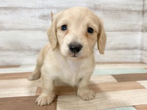 新潟県のミニチュアダックスフンド(ロング) (竹内ペット 新津本店/2025年11月22日生まれ/女の子/ゴールド)の子犬の4枚目の画像