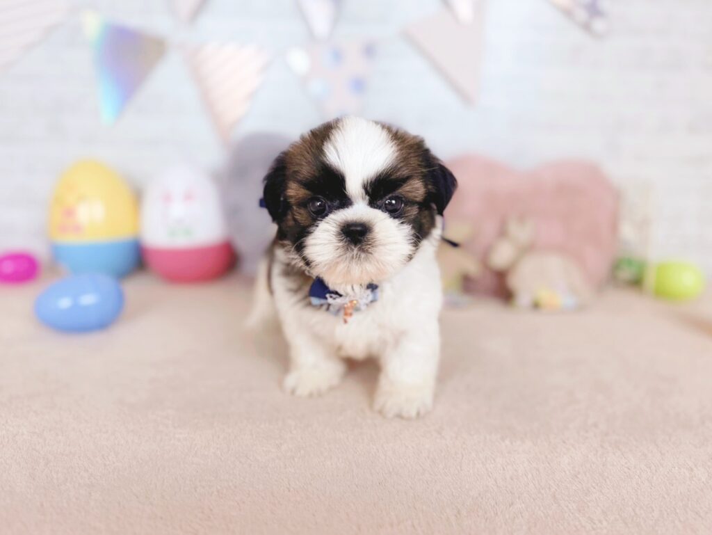 北海道のシーズー (ペットショップだんぼ/2026年6月7日生まれ/男の子/ゴールドホワイト)の子犬の1枚目の画像