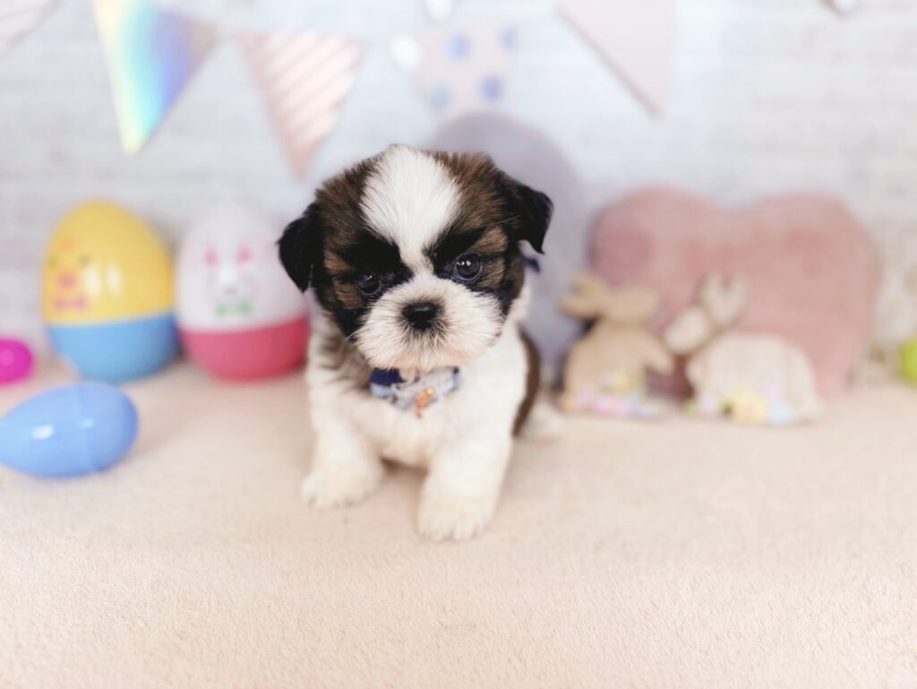 北海道のシーズー (ペットショップだんぼ/2026年6月7日生まれ/男の子/ゴールドホワイト)の子犬の2枚目の画像
