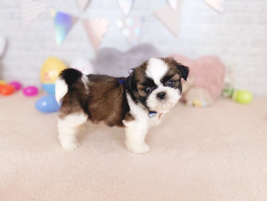 北海道のシーズー (ペットショップだんぼ/2026年6月7日生まれ/男の子/ゴールドホワイト)の子犬の4枚目の画像