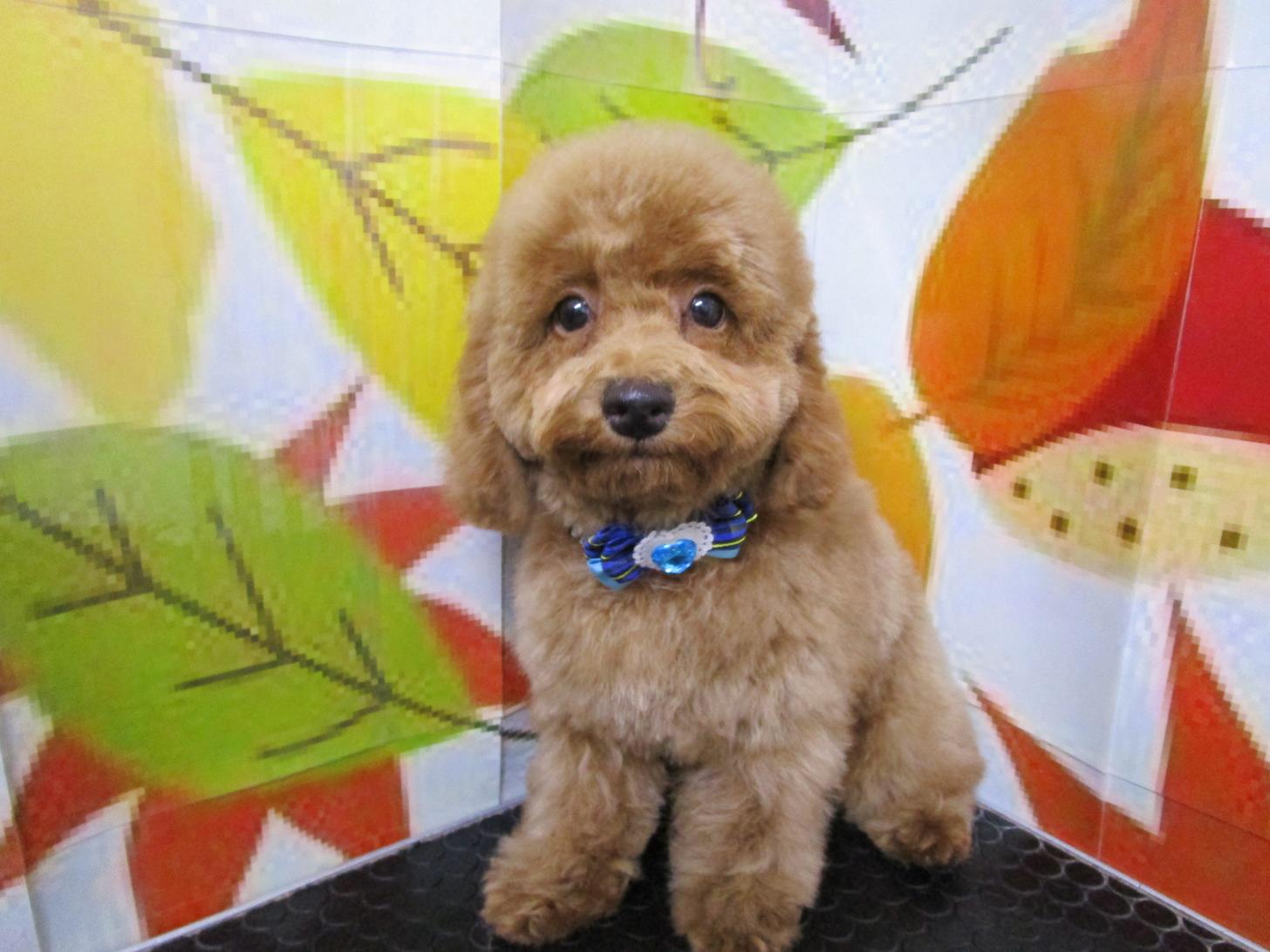 宮城県のトイプードル(トイ) (ズーズーカンパニー 八乙女店/2025年7月12日生まれ/男の子/レッド)の子犬の1枚目の画像