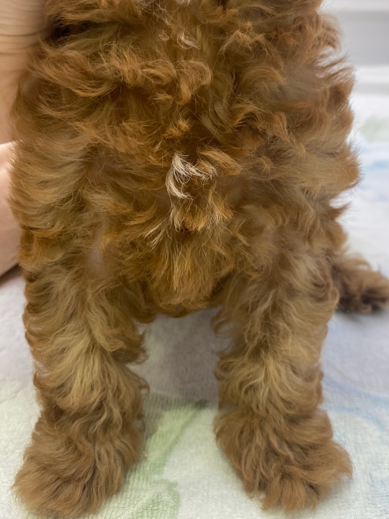 宮城県のトイプードル(トイ) (ズーズーカンパニー 八乙女店/2025年7月12日生まれ/男の子/レッド)の子犬の4枚目の画像