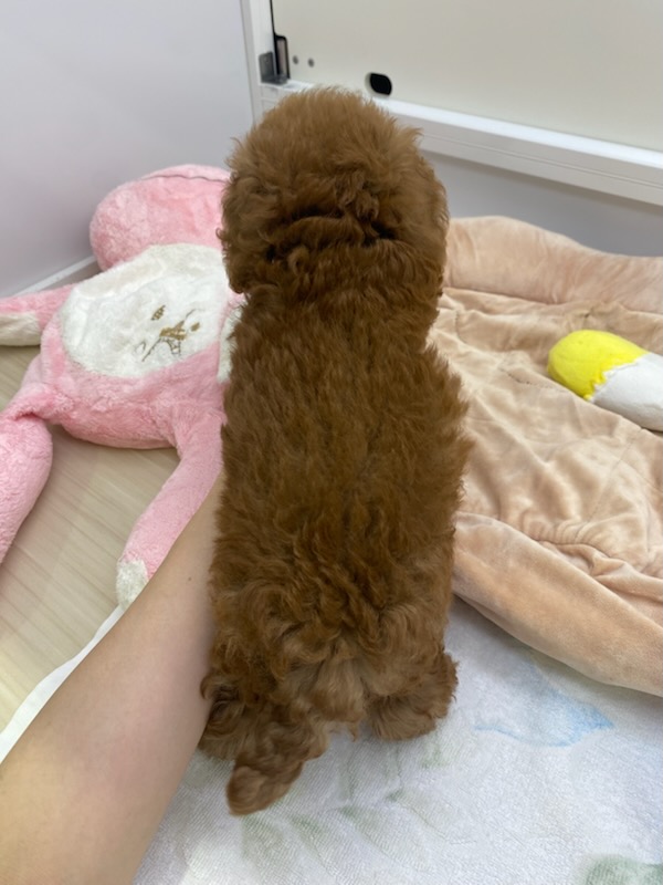 宮城県のトイプードル(トイ) (ズーズーカンパニー 八乙女店/2025年7月12日生まれ/男の子/レッド)の子犬の4枚目の画像