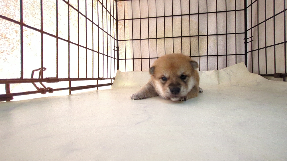 茨城県の柴犬(標準サイズ) (ペットショップスズキ/2025年9月18日生まれ/男の子/その他色)の子犬の1枚目の画像