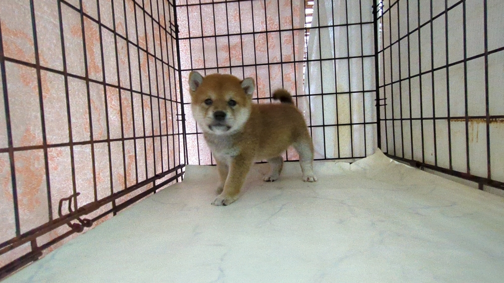 茨城県の柴犬(標準サイズ) (ペットショップスズキ/2025年9月18日生まれ/男の子/その他色)の子犬の1枚目の画像