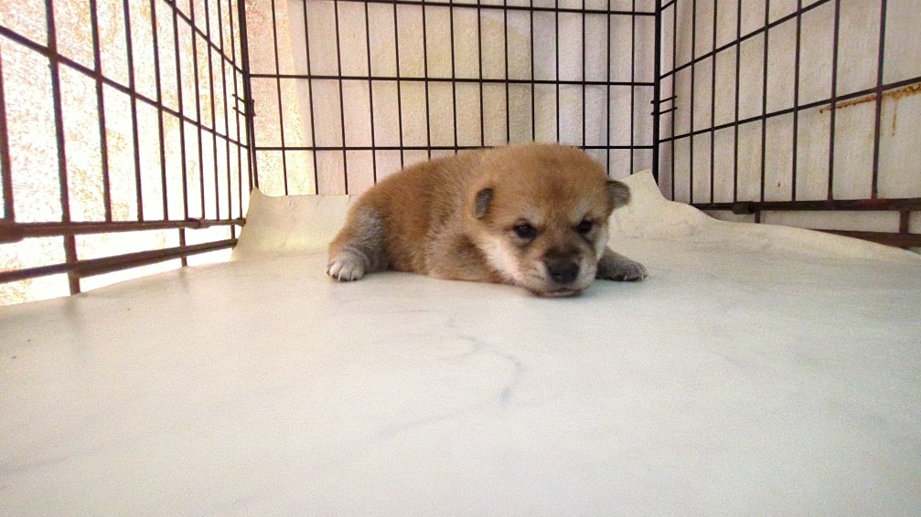 茨城県の柴犬(標準サイズ) (ペットショップスズキ/2025年9月18日生まれ/男の子/その他色)の子犬の2枚目の画像