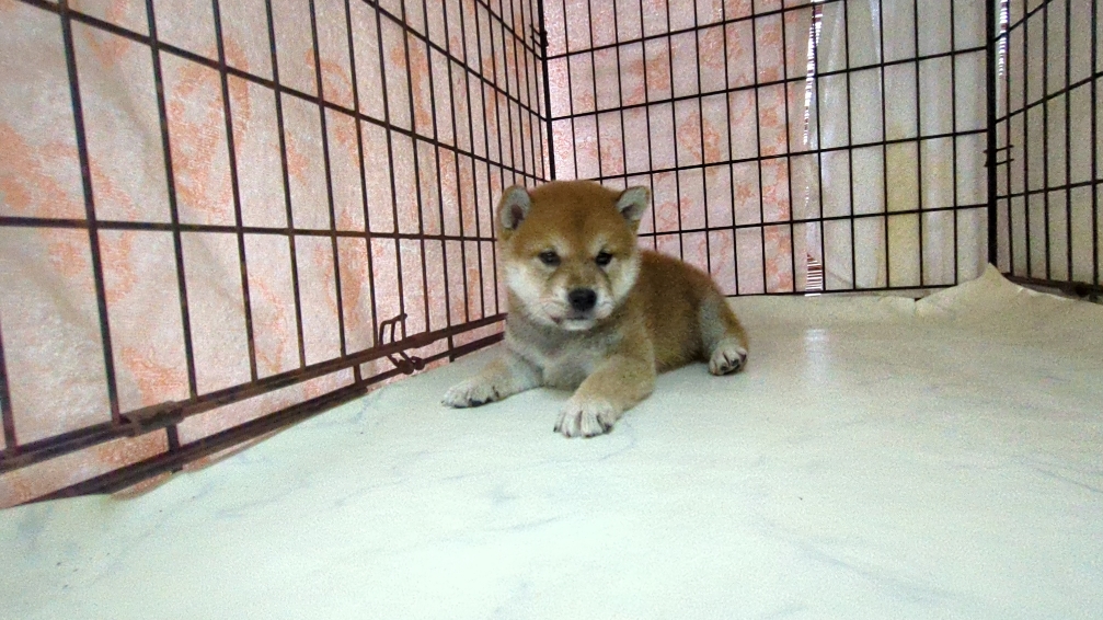 茨城県の柴犬(標準サイズ) (ペットショップスズキ/2025年9月18日生まれ/男の子/その他色)の子犬の2枚目の画像