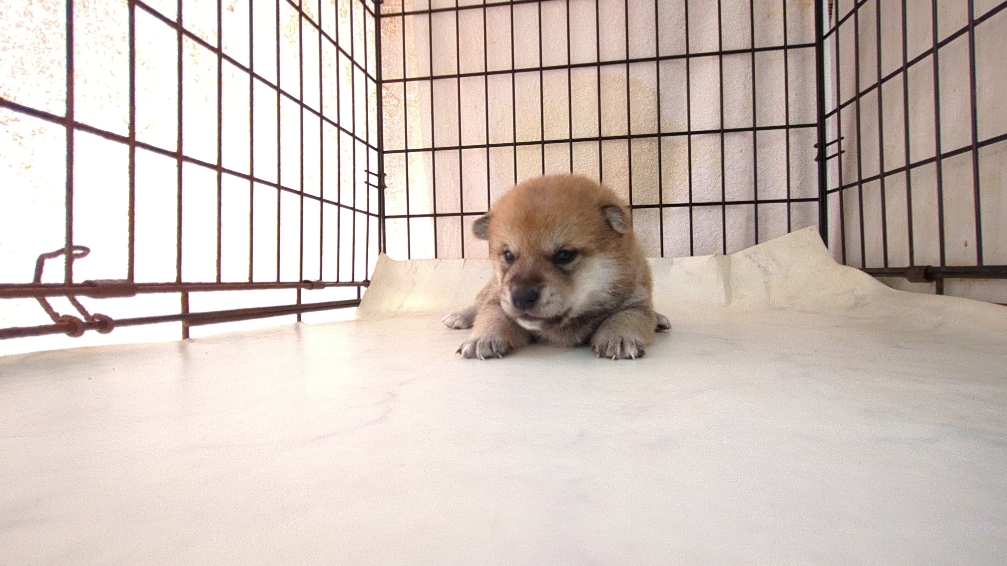 茨城県の柴犬(標準サイズ) (ペットショップスズキ/2025年9月18日生まれ/男の子/その他色)の子犬の3枚目の画像