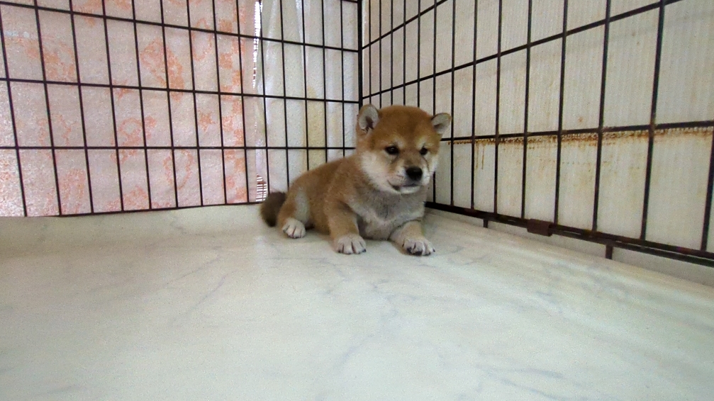 茨城県の柴犬(標準サイズ) (ペットショップスズキ/2025年9月18日生まれ/男の子/その他色)の子犬の3枚目の画像
