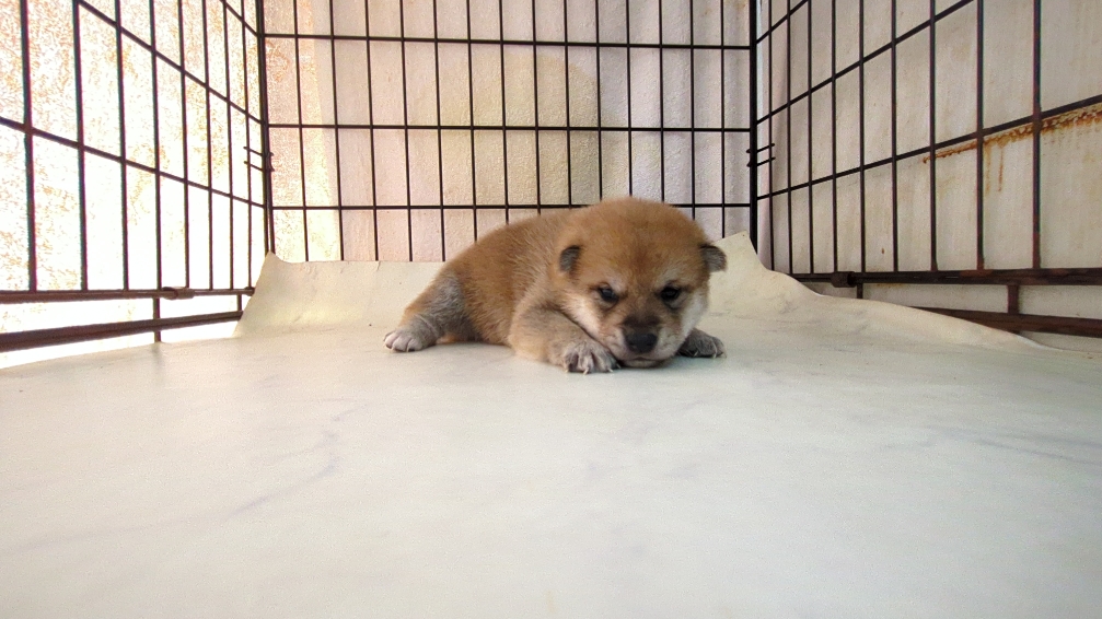 茨城県の柴犬(標準サイズ) (ペットショップスズキ/2025年9月18日生まれ/男の子/その他色)の子犬の4枚目の画像