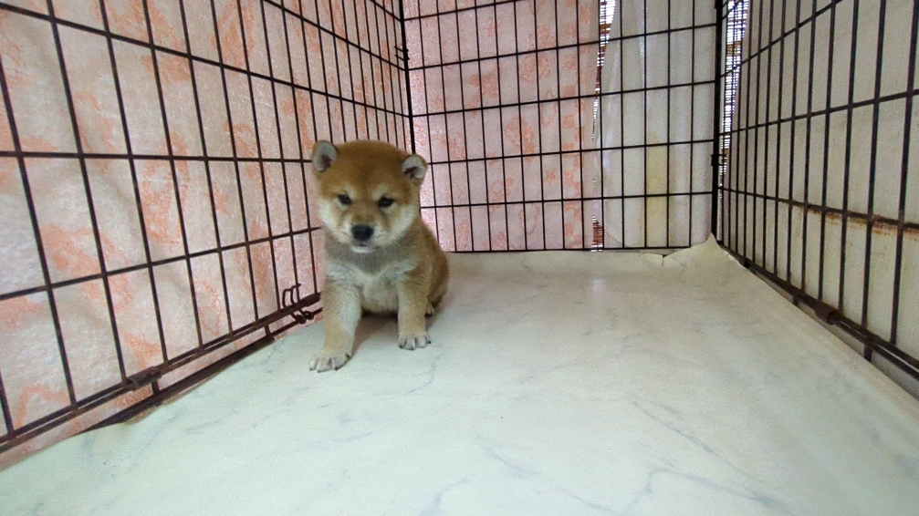 茨城県の柴犬(標準サイズ) (ペットショップスズキ/2025年9月18日生まれ/男の子/その他色)の子犬の4枚目の画像