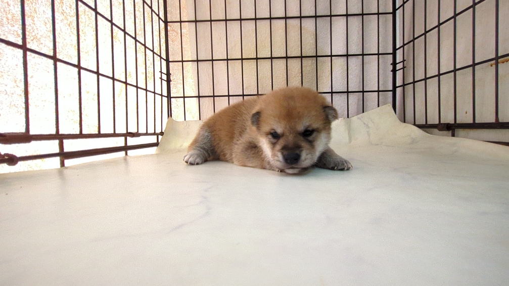 2025年9月18日生まれの柴犬(標準サイズ)の5枚目の写真